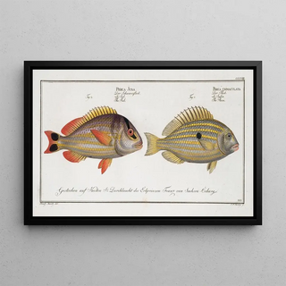 Marcus Elieser Bloch - 1 Perca unimaculata The Pacu 2 Perca Juba The Jub.webp