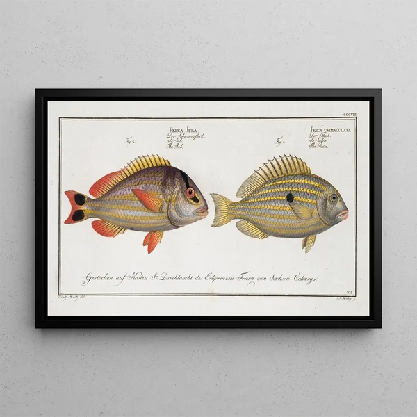 Perca unimaculata Le Pacu 2 Perca Juba Le Jub - Marcus Elieser Bloch — gerahmtes Bild an der Wand