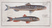 Salmo Saurus Il lucertolone marino 2 Salmo foetens L'oca di mare - Marcus Elieser Bloch — vista dell’opera