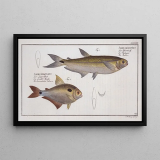 Marcus Elieser Bloch - 1 Salmo argentinus The Piabuco 2 Salmo bimaculatus The bimaculated Salmon.webp