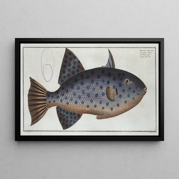 Balistes maculatus Le long Baliste - Marcus Elieser Bloch — gerahmtes Bild an der Wand