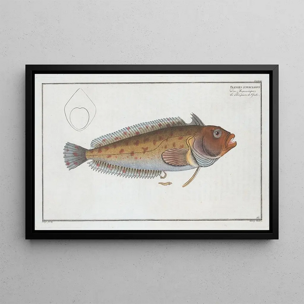 Marcus Elieser Bloch - Blennius superciliosus.webp