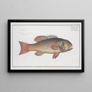Marcus Elieser Bloch - Bodianus maculatus The maculated Bodian.webp