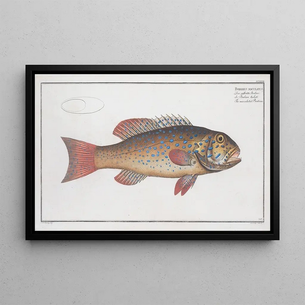 Bodianus maculatus Le Bodian maculé - Marcus Elieser Bloch — gerahmtes Bild an der Wand