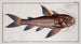 Cataphractus costatus Der Panzerfisch - Marcus Elieser Bloch — Ansicht des Kunstwerks
