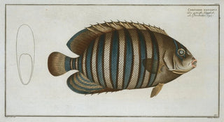 Marcus Elieser Bloch - Chaetodon fasciatus.webp