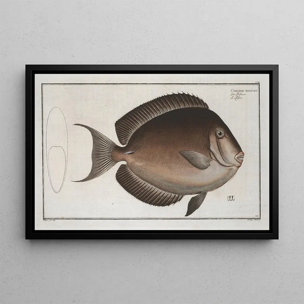 Marcus Elieser Bloch - Chaetodon nigricans.webp
