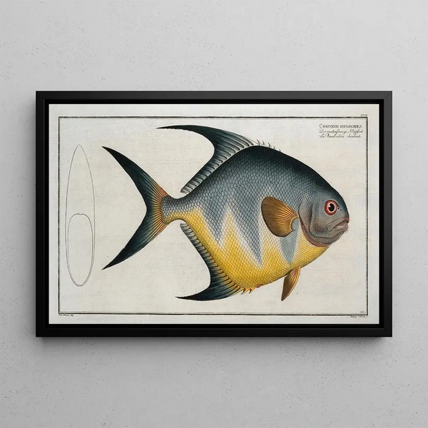 Marcus Elieser Bloch - Chaetodon rhomboides.webp