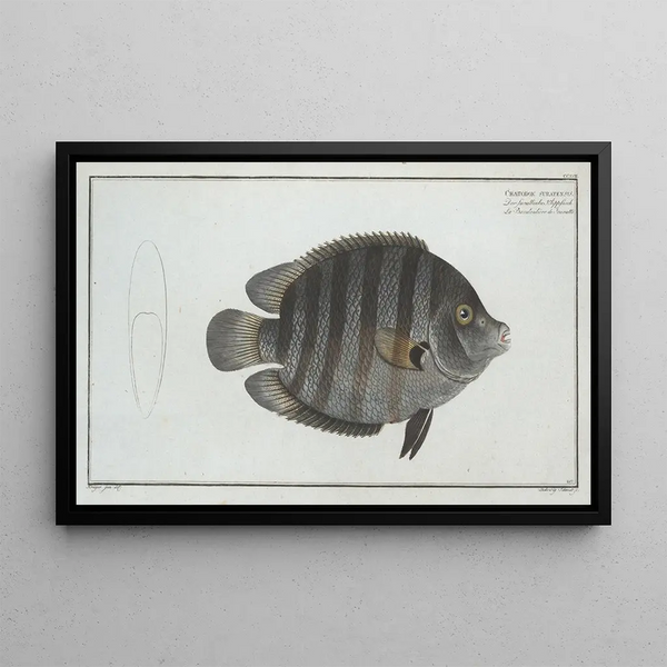 Marcus Elieser Bloch - Chaetodon suratensis.webp