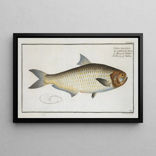 Marcus Elieser Bloch - Clupea malabarica The Herring of Malabar.webp