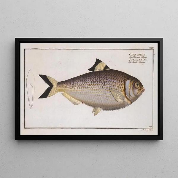 Clupea sinensis, der chinesische Hering - Marcus Elieser Bloch — gerahmtes Bild an der Wand
