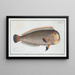 Coryphaena pentadactyla - Marcus Elieser Bloch — quadro incorniciato alla parete