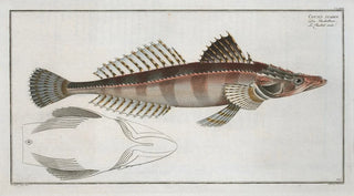 Marcus Elieser Bloch - Cottus scaber.webp