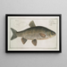 Cyprinus jeses Le chevesne - Marcus Elieser Bloch — gerahmtes Bild an der Wand