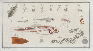 Marcus Elieser Bloch - De la manire de faire clorre Fig 119.webp