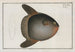Diodon Mola, der Mondfisch - Marcus Elieser Bloch — Ansicht des Kunstwerks