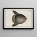 Diodon Mola, der Mondfisch - Marcus Elieser Bloch — gerahmtes Bild an der Wand