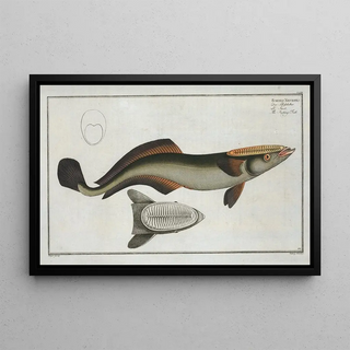 Marcus Elieser Bloch - Echeneis Neucrates The SuckingFish.webp