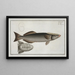 Echeneis remora, der Saugerfisch - Marcus Elieser Bloch — gerahmtes Bild an der Wand