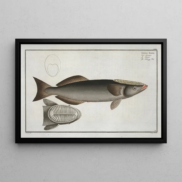 Marcus Elieser Bloch - Echeneis Remora The SuckingFish.webp