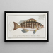 Epinephelus striatus Il doré rayé - Marcus Elieser Bloch — quadro incorniciato alla parete