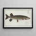 Esox Lucius Il lucioperca - Marcus Elieser Bloch — quadro incorniciato alla parete