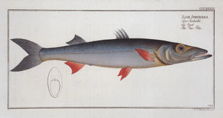 Marcus Elieser Bloch - Esox Sphyraena The SeaPike.webp