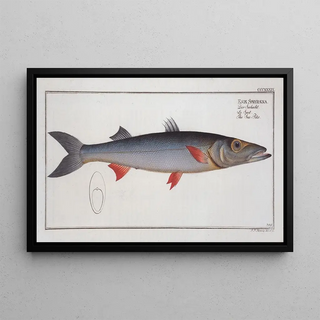 Marcus Elieser Bloch - Esox Sphyraena The SeaPike.webp