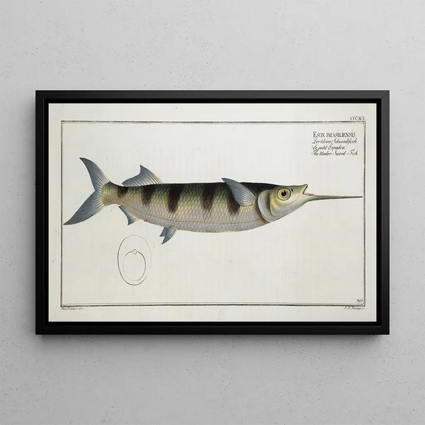 Marcus Elieser Bloch - Esox brasiliensis The UnderSwordFish.webp