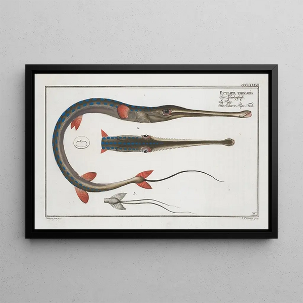 Fistularia tabacaria, der Pfeifenfisch - Marcus Elieser Bloch — gerahmtes Bild an der Wand