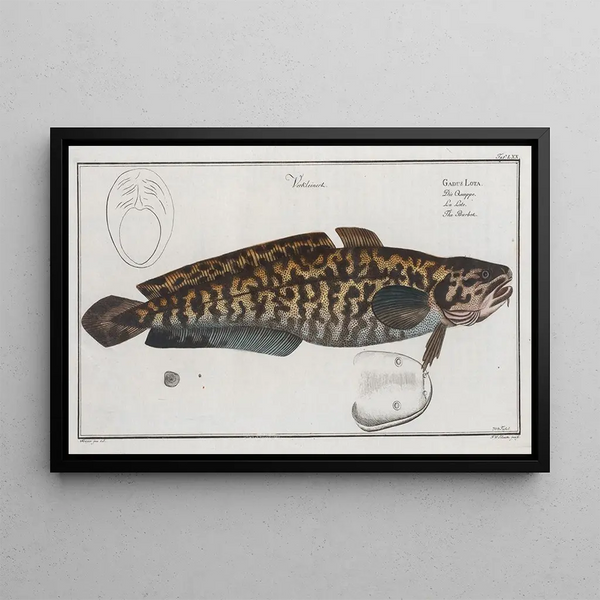 Gadus Lota La Lotte - Marcus Elieser Bloch — quadro incorniciato alla parete