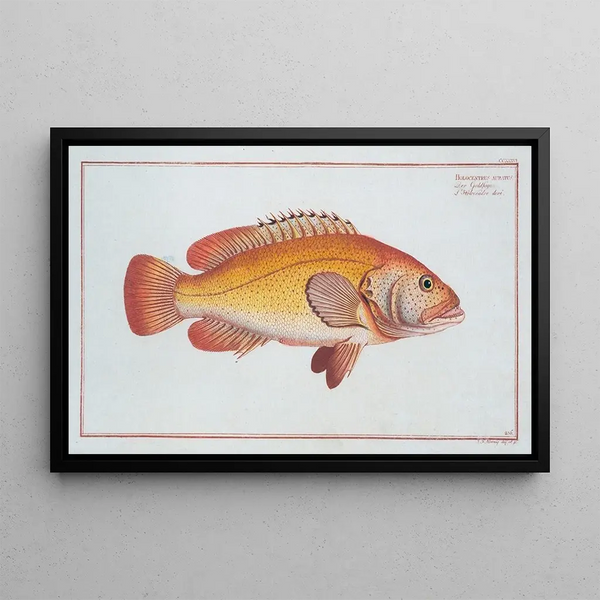 Holocentrus auratus - Marcus Elieser Bloch — gerahmtes Bild an der Wand