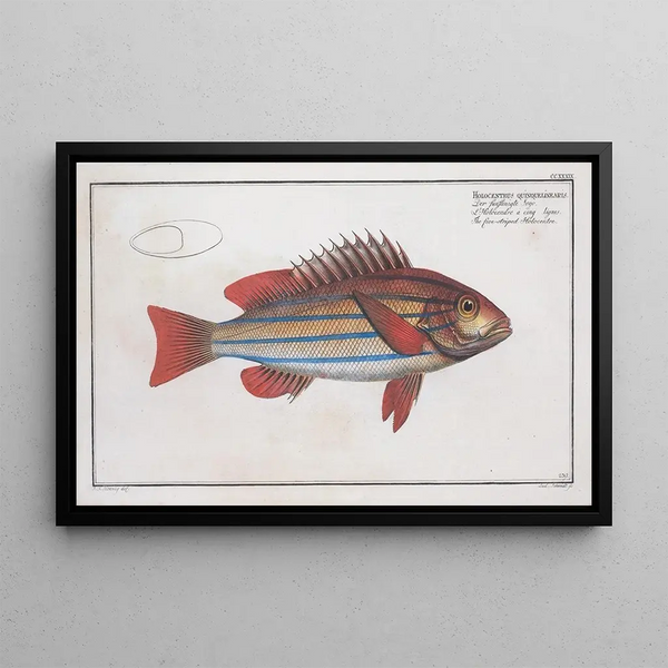 Marcus Elieser Bloch - Holocentrus quinquelineatus The fivestriped Holocentre.webp