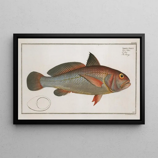 Marcus Elieser Bloch - Johnius Aneus The Aney.webp