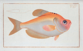 Marcus Elieser Bloch - Kyrtus indicus.webp
