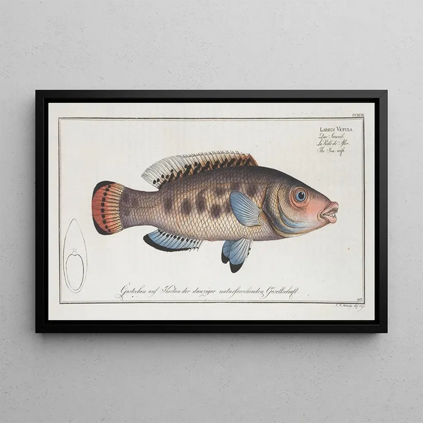 Labrus Vetula, la Seawife - Marcus Elieser Bloch — gerahmtes Bild an der Wand