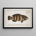 Labrus fasciatus Il labro rigato - Marcus Elieser Bloch — quadro incorniciato alla parete
