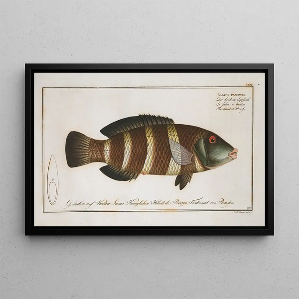 Marcus Elieser Bloch - Labrus fasciatus The streaked Wrasse.webp