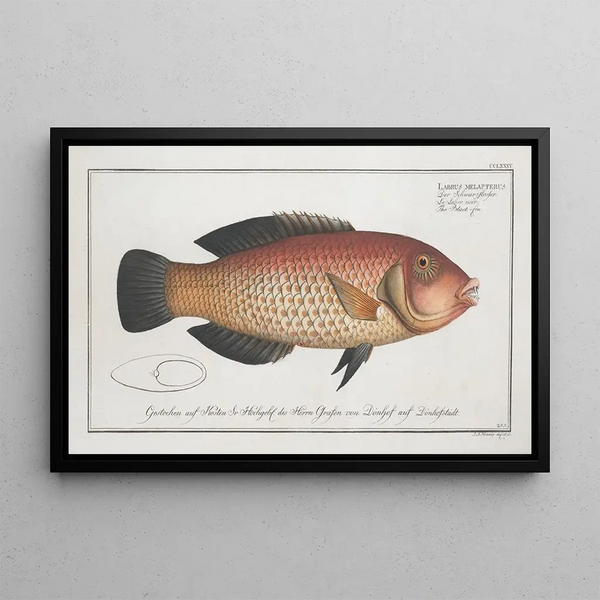 Labrus melapterus Le Blackfin - Marcus Elieser Bloch — gerahmtes Bild an der Wand