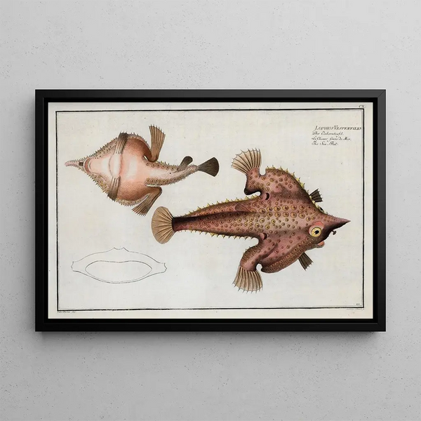 Marcus Elieser Bloch - Lophius Vespertilio The Sea Bat.webp