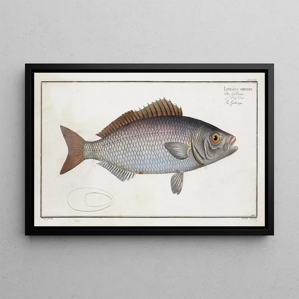 Lutjanus chrysops Le Goldeye - Marcus Elieser Bloch — gerahmtes Bild an der Wand