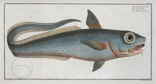 Marcus Elieser Bloch - Macrourus rupestris.webp