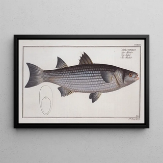 Marcus Elieser Bloch - Mugil cephalus The Mullet.webp