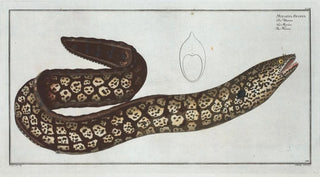 Marcus Elieser Bloch - Muraena Helena The Murane.webp