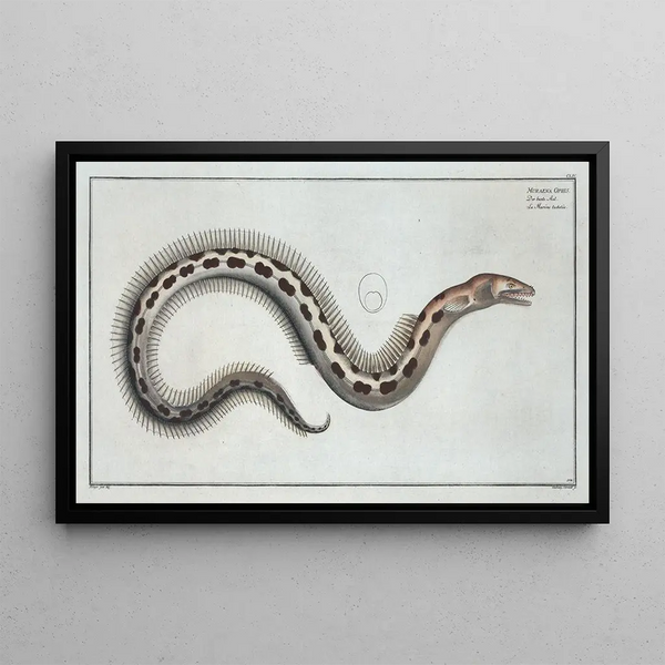 Marcus Elieser Bloch - Muraena Ophis.webp