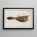 Ostracion Cornutus, der Hornfisch - Marcus Elieser Bloch — gerahmtes Bild an der Wand