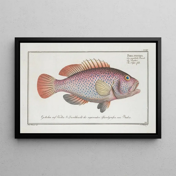 Perca punctata Der schwarze Fisch - Marcus Elieser Bloch — gerahmtes Bild an der Wand