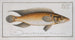 Perca saxatilis Le Perche de pierre - Marcus Elieser Bloch — vista dell’opera