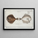 Pleuronectes Rhombus La Perle - Marcus Elieser Bloch — framed artwork on a wall