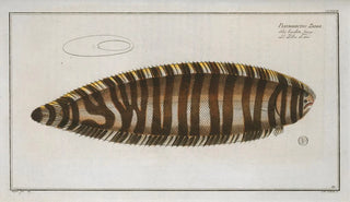 Marcus Elieser Bloch - Pleuronectes Zebra.webp